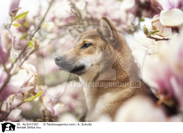 Shiba Inu Hndin / female Shiba Inu / ALS-01351
