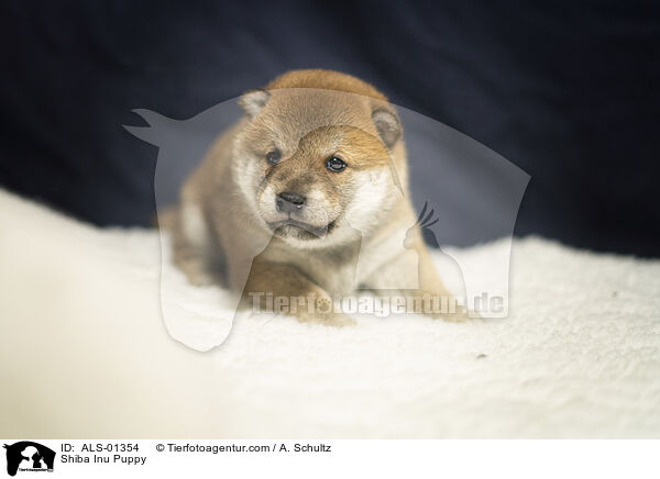 Shiba Inu Welpe / Shiba Inu Puppy / ALS-01354