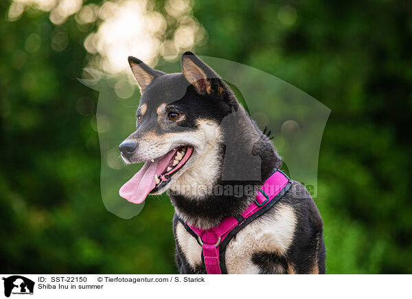 Shiba Inu im Sommer / Shiba Inu in summer / SST-22150