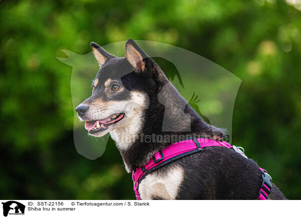 Shiba Inu im Sommer / Shiba Inu in summer / SST-22156