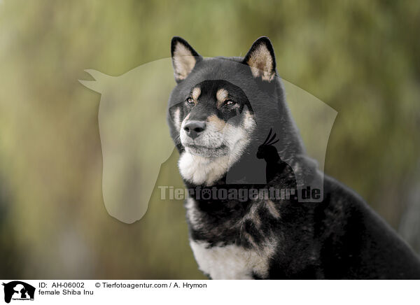 Shiba Inu Hndin / female Shiba Inu / AH-06002