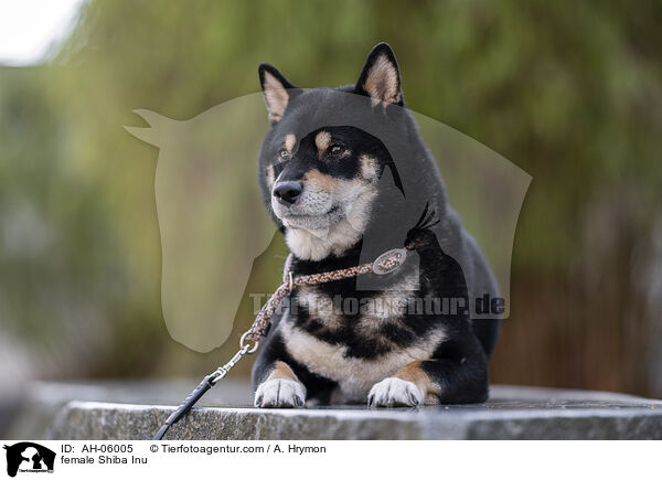 Shiba Inu Hndin / female Shiba Inu / AH-06005