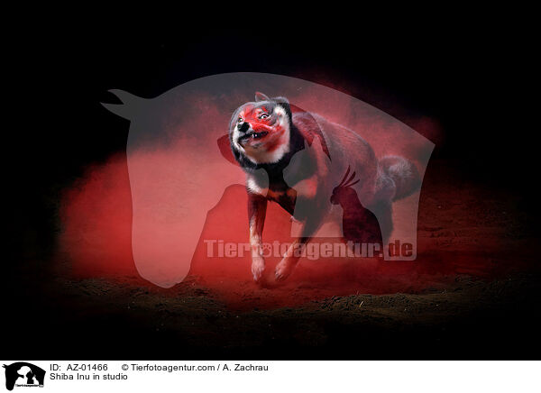 Shiba Inu im Studio / Shiba Inu in studio / AZ-01466