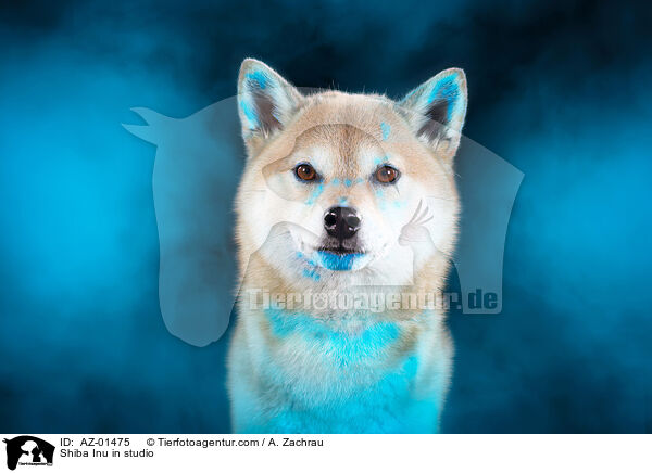 Shiba Inu im Studio / Shiba Inu in studio / AZ-01475