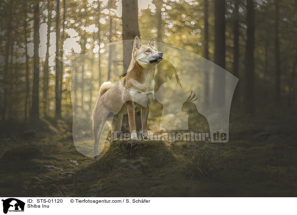 Shiba Inu / Shiba Inu / STS-01120