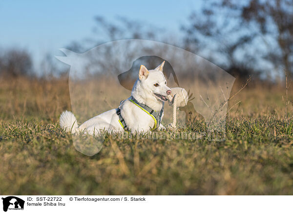 Shiba Inu Hndin / female Shiba Inu / SST-22722