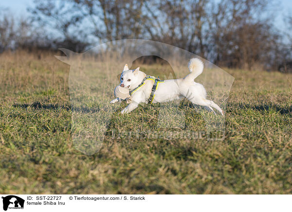 Shiba Inu Hndin / female Shiba Inu / SST-22727