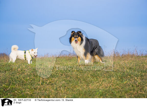 2 Hunde / 2 dogs / SST-22733