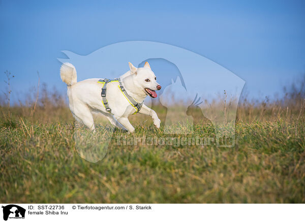 Shiba Inu Hndin / female Shiba Inu / SST-22736