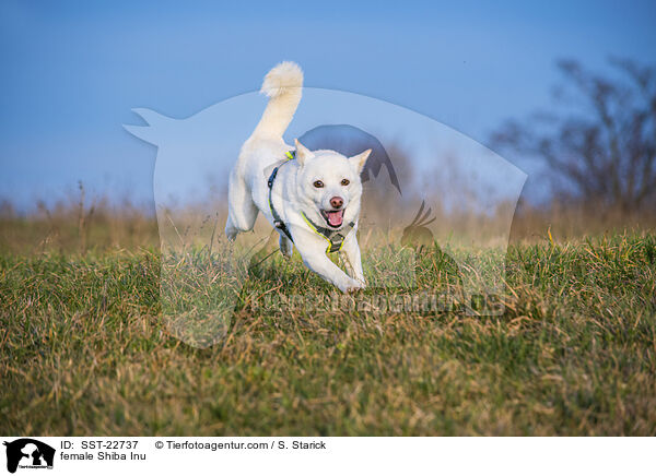 Shiba Inu Hndin / female Shiba Inu / SST-22737