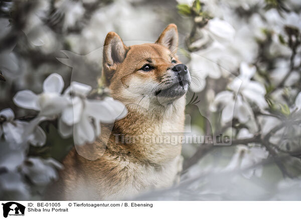 Shiba Inu Portrait / Shiba Inu Portrait / BE-01005