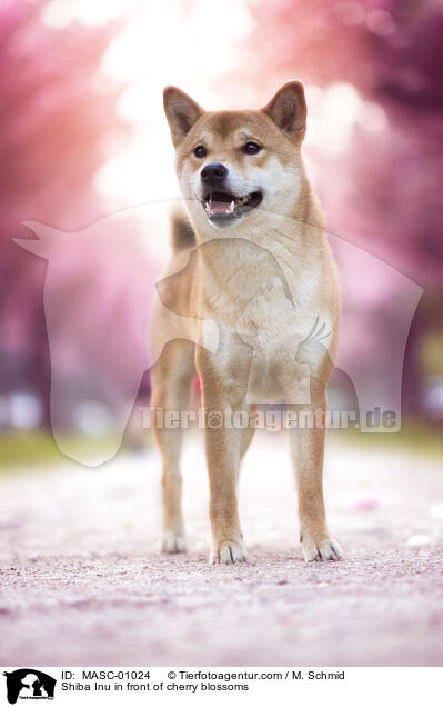 Shiba Inu in front of cherry blossoms / MASC-01024