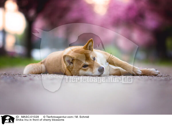 Shiba Inu in front of cherry blossoms / MASC-01028