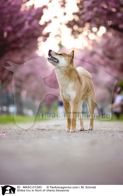 Shiba Inu in front of cherry blossoms / MASC-01280