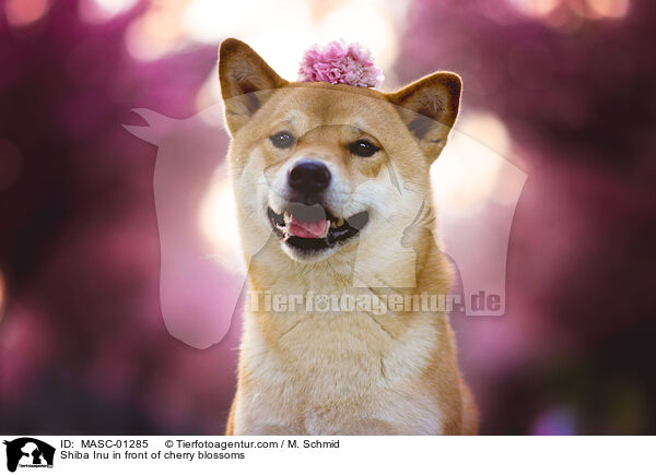 Shiba Inu in front of cherry blossoms / MASC-01285