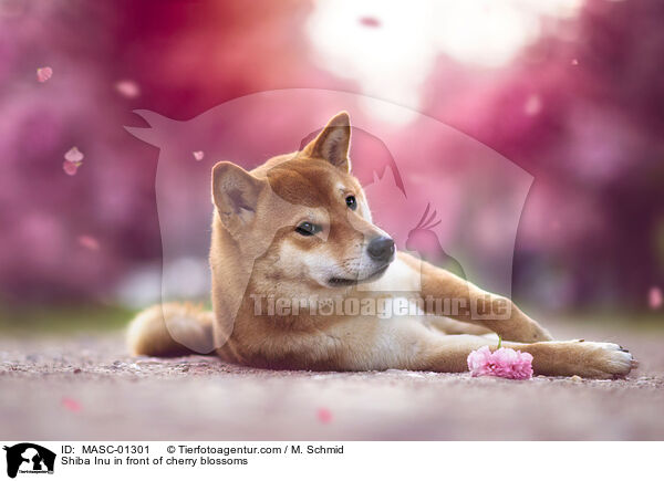 Shiba Inu in front of cherry blossoms / MASC-01301