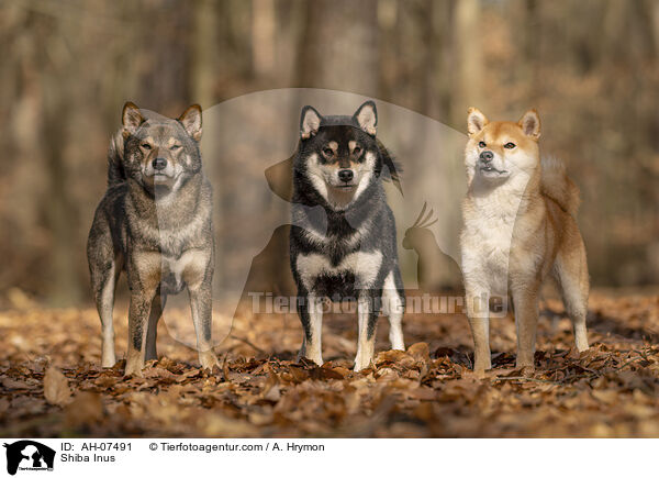 Shiba Inus / Shiba Inus / AH-07491