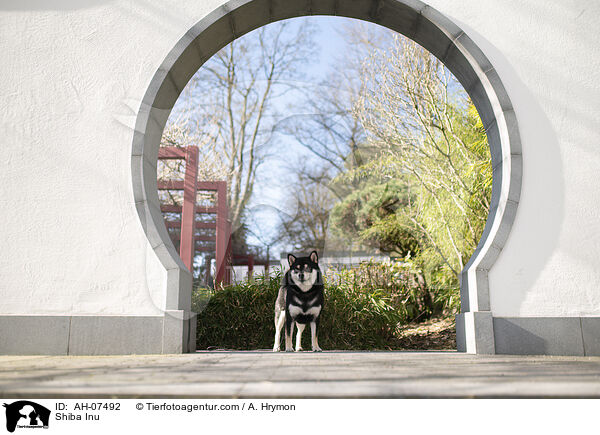 Shiba Inu / Shiba Inu / AH-07492