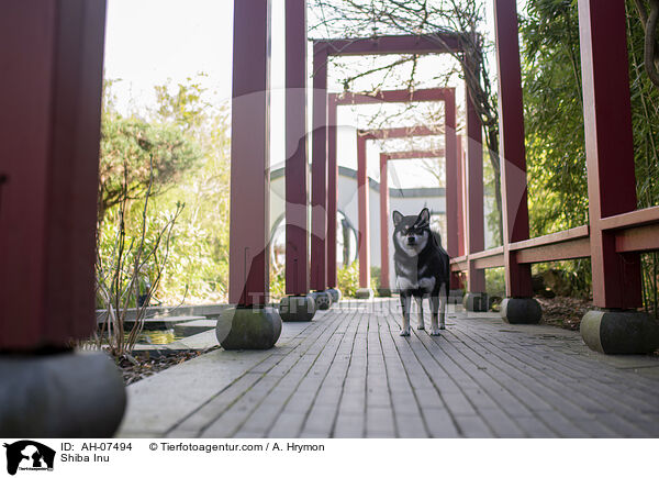 Shiba Inu / Shiba Inu / AH-07494