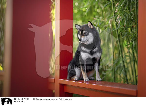 Shiba Inu / Shiba Inu / AH-07496