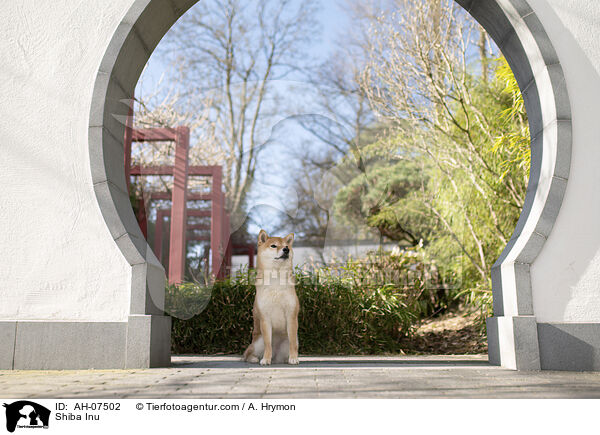 Shiba Inu / Shiba Inu / AH-07502