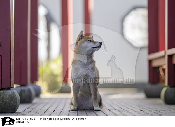 Shiba Inu / Shiba Inu / AH-07503