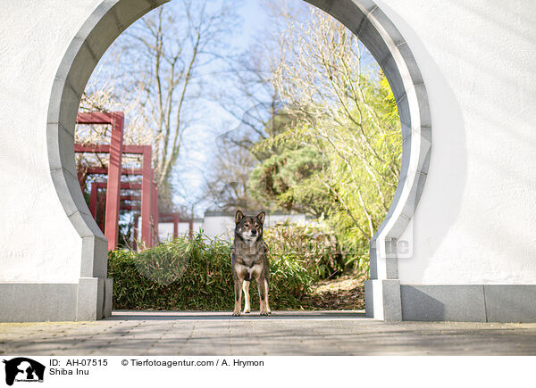 Shiba Inu / Shiba Inu / AH-07515