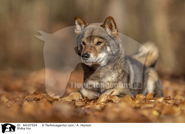 Shiba Inu / Shiba Inu / AH-07524