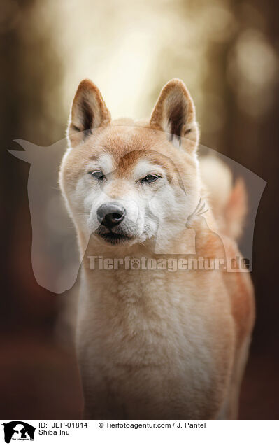 Shiba Inu / Shiba Inu / JEP-01814