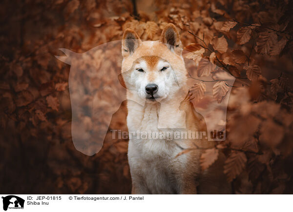 Shiba Inu / Shiba Inu / JEP-01815
