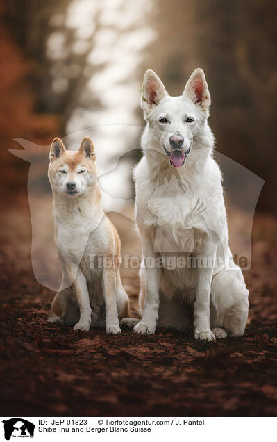 Shiba Inu und Weier Schweizer Schferhund / Shiba Inu and Berger Blanc Suisse / JEP-01823