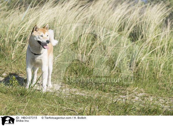 Shiba Inu / Shiba Inu / HBO-07315