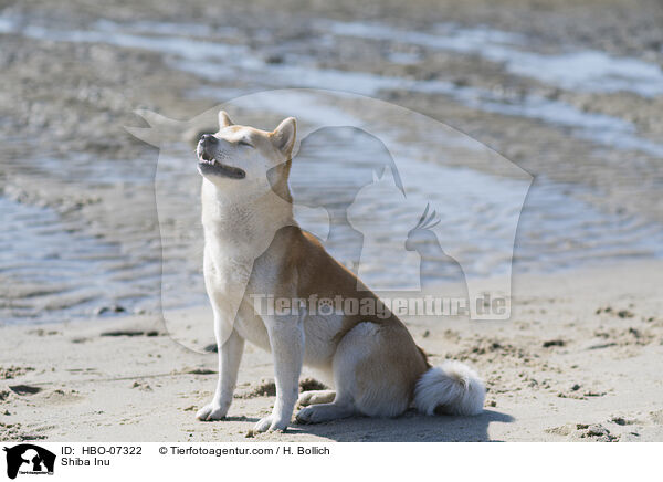 Shiba Inu / Shiba Inu / HBO-07322