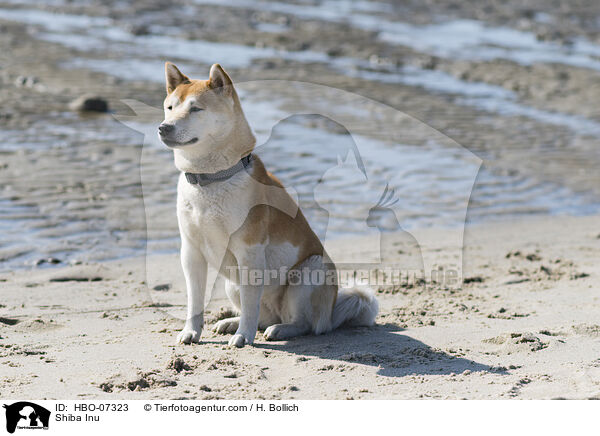 Shiba Inu / Shiba Inu / HBO-07323