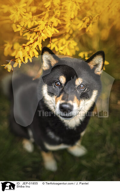 Shiba Inu / Shiba Inu / JEP-01855