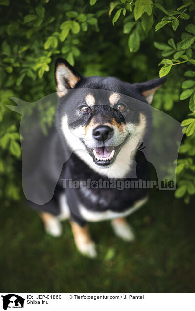 Shiba Inu / Shiba Inu / JEP-01860