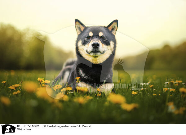 Shiba Inu / Shiba Inu / JEP-01862