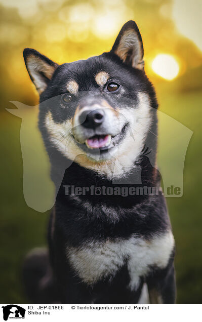 Shiba Inu / Shiba Inu / JEP-01866