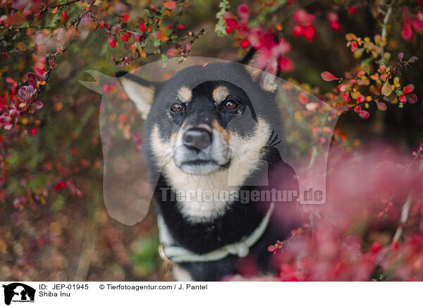 Shiba Inu / Shiba Inu / JEP-01945