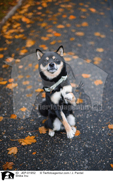 Shiba Inu / Shiba Inu / JEP-01952