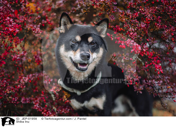 Shiba Inu / Shiba Inu / JEP-01958