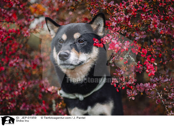 Shiba Inu / Shiba Inu / JEP-01959