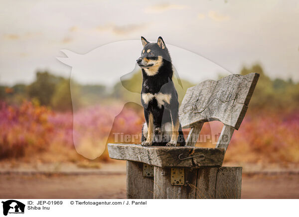 Shiba Inu / Shiba Inu / JEP-01969