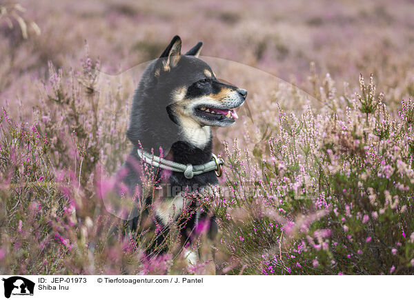 Shiba Inu / Shiba Inu / JEP-01973