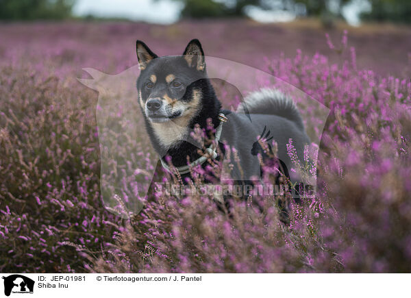 Shiba Inu / Shiba Inu / JEP-01981