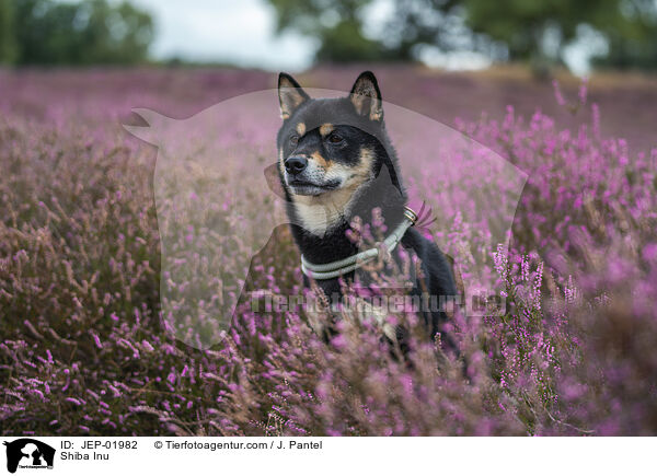 Shiba Inu / Shiba Inu / JEP-01982