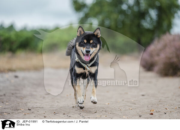 Shiba Inu / Shiba Inu / JEP-01991