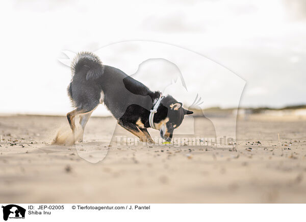 Shiba Inu / Shiba Inu / JEP-02005