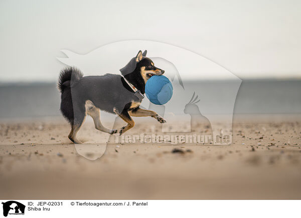 Shiba Inu / Shiba Inu / JEP-02031