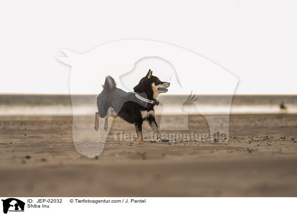 Shiba Inu / Shiba Inu / JEP-02032